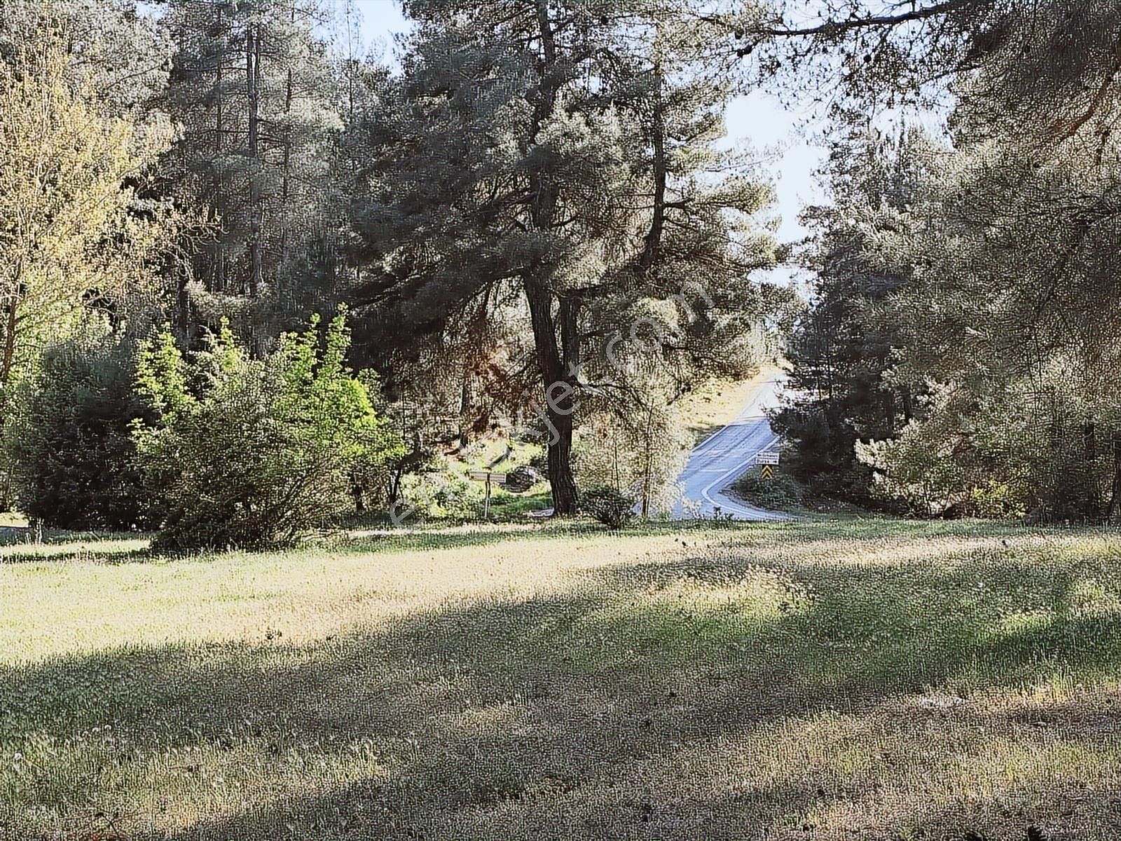 Yatırımcıya Fırsat!orhanelide Ormanın İçinde 14-18 Villalık Arsa - Görsel 11