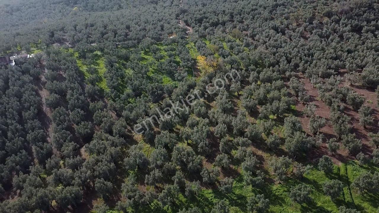Tırpan'dan Ömerbey'de 3.350m2 Resmi Yola Cephe Degerli Zeytinlik - Görsel 10