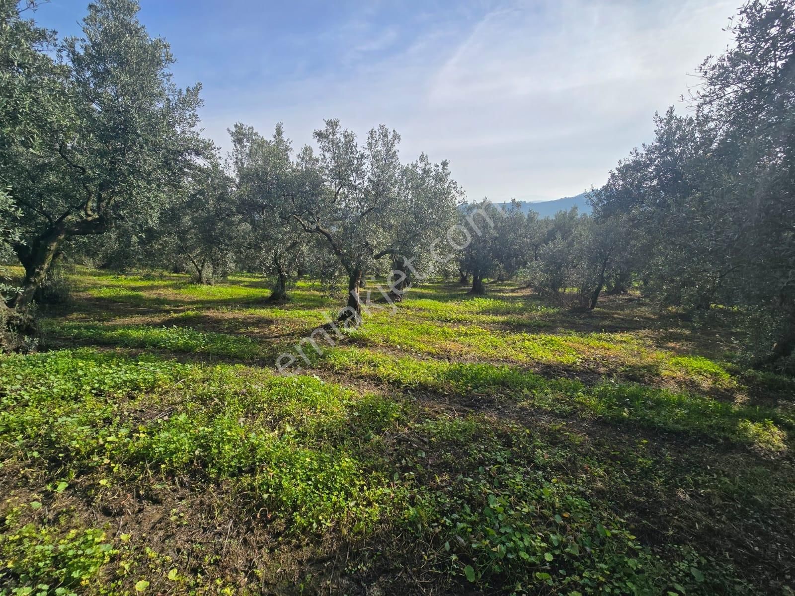 Tırpan'dan Ömerbey'de 3.350m2 Resmi Yola Cephe Degerli Zeytinlik - Görsel 13