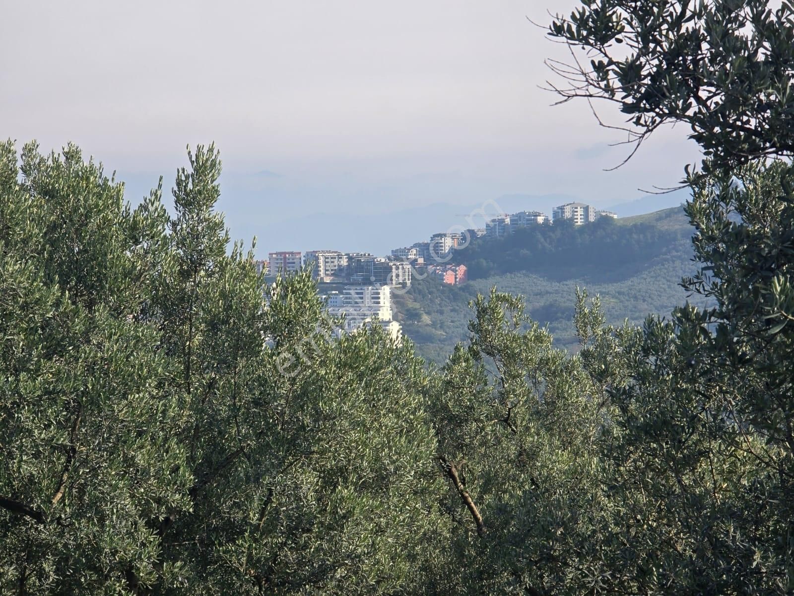 Tırpan'dan Ömerbey'de 3.350m2 Resmi Yola Cephe Degerli Zeytinlik