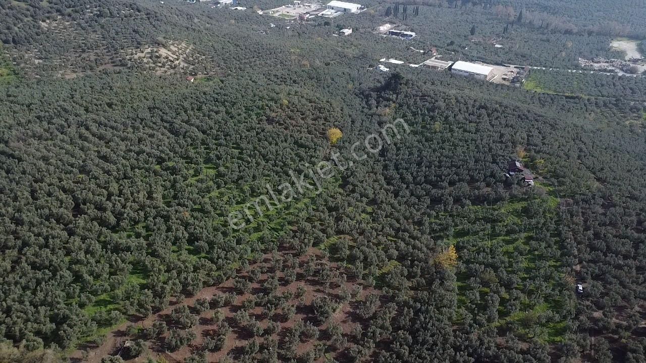 Tırpan'dan Ömerbey'de 3.350m2 Resmi Yola Cephe Degerli Zeytinlik - Görsel 5
