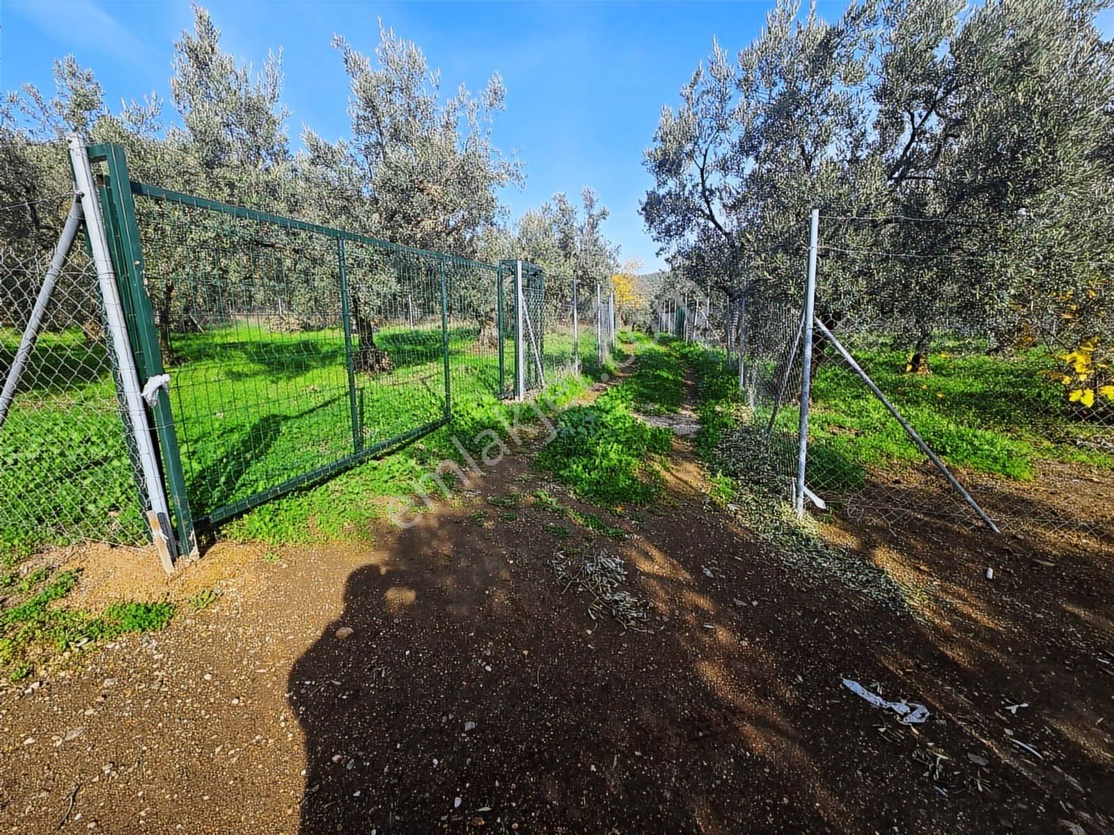 Tırpan'dan Ömerbey'de 3.350m2 Resmi Yola Cephe Degerli Zeytinlik - Görsel 23