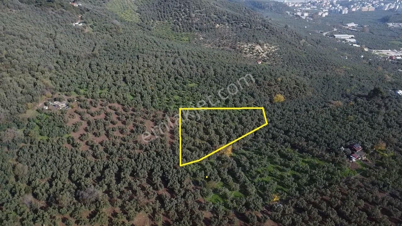 Tırpan'dan Ömerbey'de 3.350m2 Resmi Yola Cephe Degerli Zeytinlik - Görsel 8