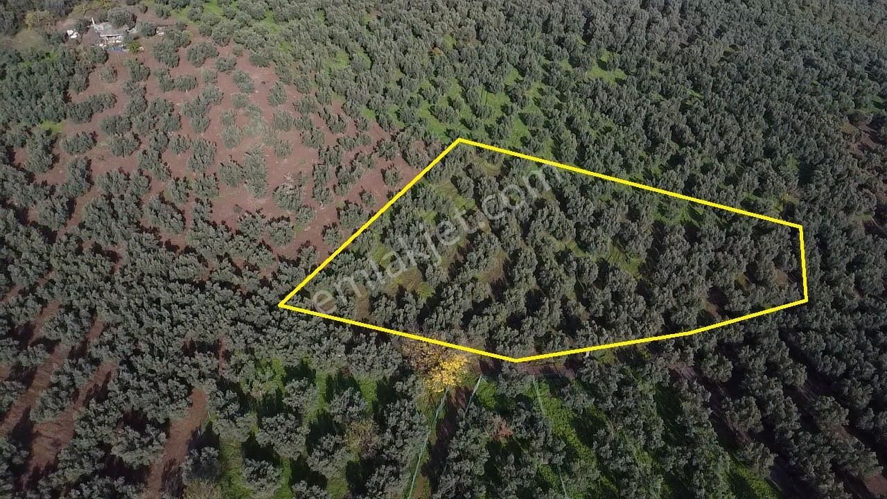 Tırpan'dan Ömerbey'de 3.350m2 Resmi Yola Cephe Degerli Zeytinlik - Görsel 19