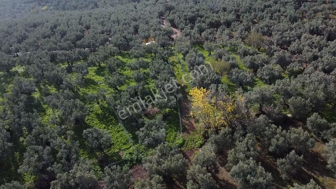 Tırpan'dan Ömerbey'de 3.350m2 Resmi Yola Cephe Degerli Zeytinlik - Görsel 18