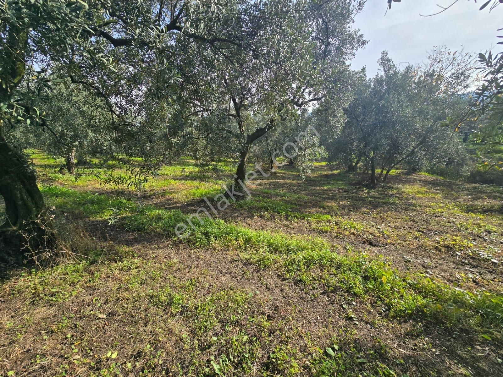 Tırpan'dan Ömerbey'de 3.350m2 Resmi Yola Cephe Degerli Zeytinlik - Görsel 21