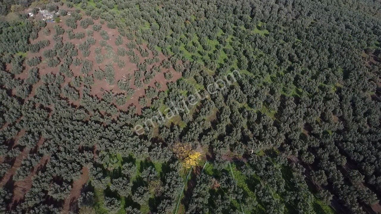 Tırpan'dan Ömerbey'de 3.350m2 Resmi Yola Cephe Degerli Zeytinlik - Görsel 16