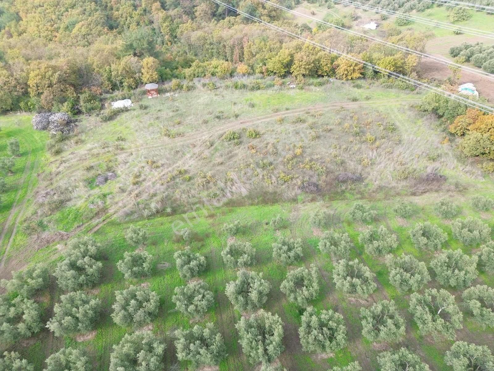 Mudanya / Yaylacık'ta 3.700 M² Kaçırılmayacak Fırsat Tarla - Görsel 3