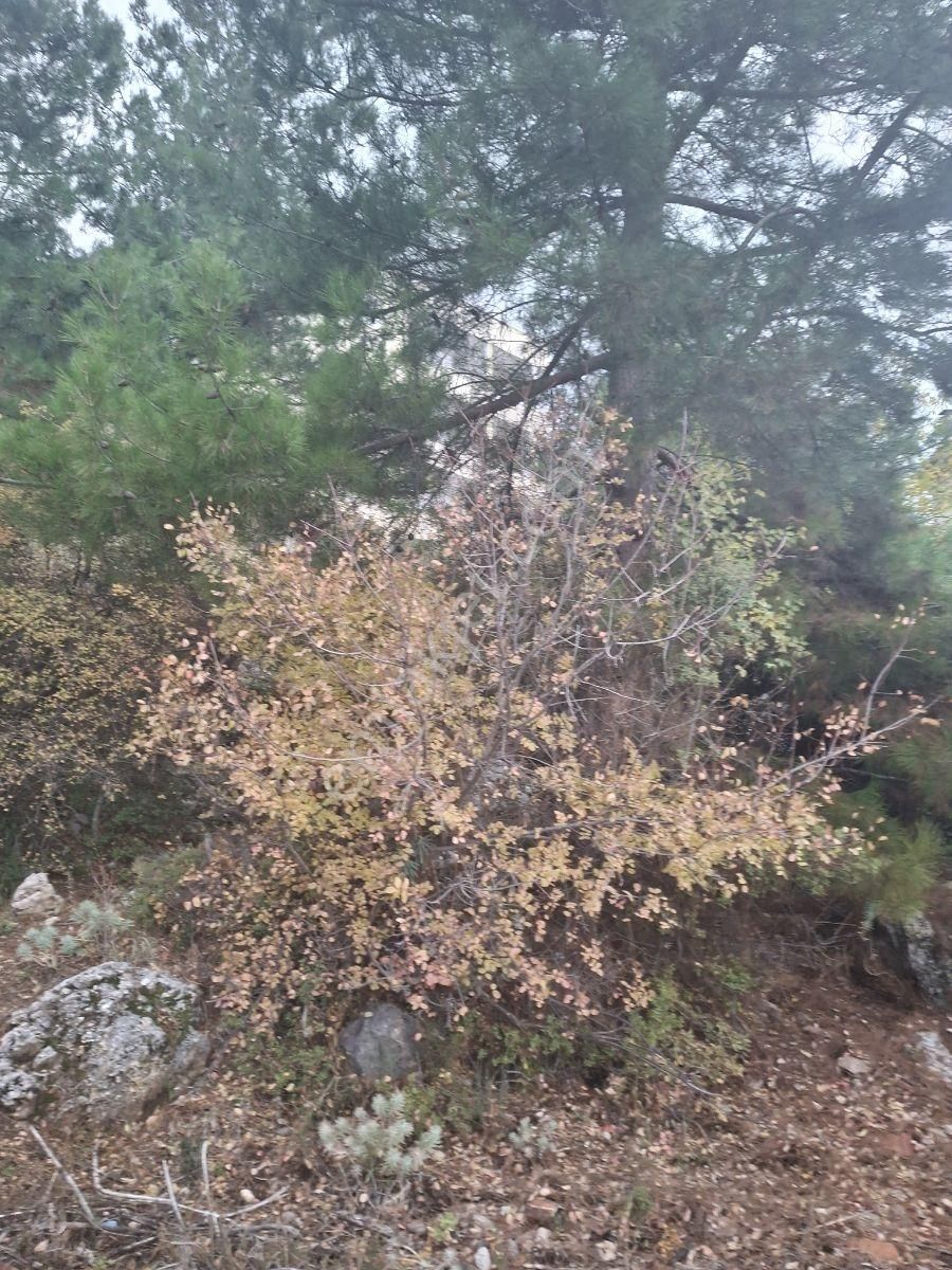 Antalya Konyaaltı Çağlarcada Antalya Manzaralı 985 M2 Arsa - Görsel 22