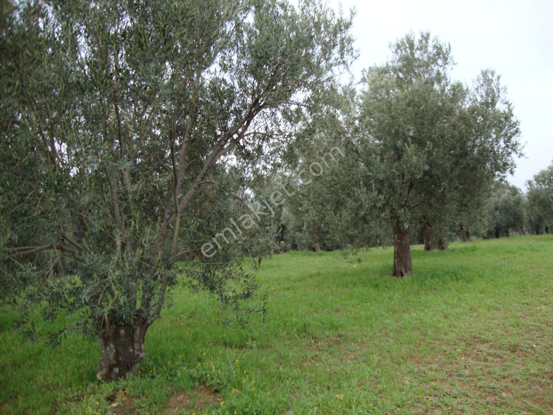 Balıkesir Ayvalık Ta Satılık 122,5 Donum Zeytinlik.