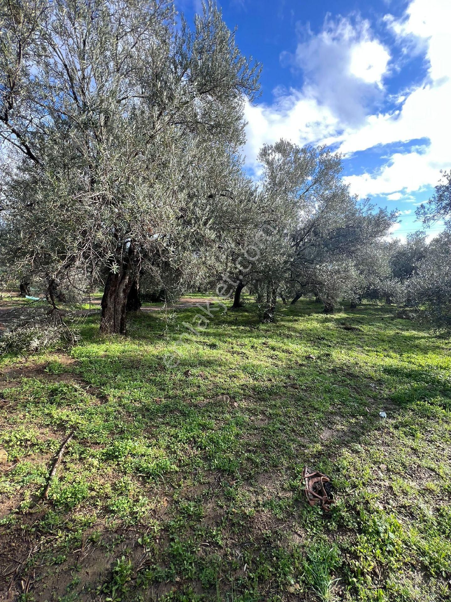 Saybınden Satılık Guzel Konumda Zeytınlık
