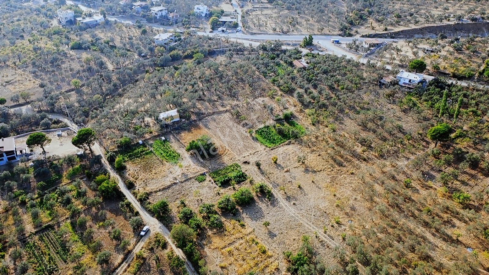 Erim'den Satılık Edremit Hacıaslanlar Köyünde 5865m² Zeytinlik - Görsel 7