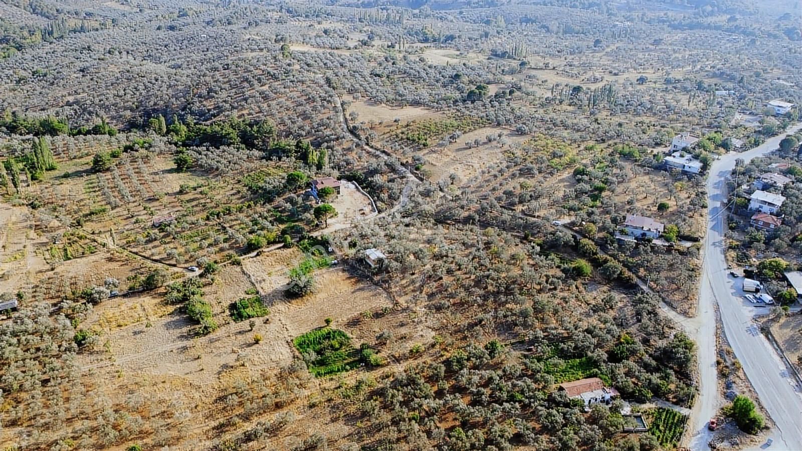 Erim'den Satılık Edremit Hacıaslanlar Köyünde 5865m² Zeytinlik - Görsel 6
