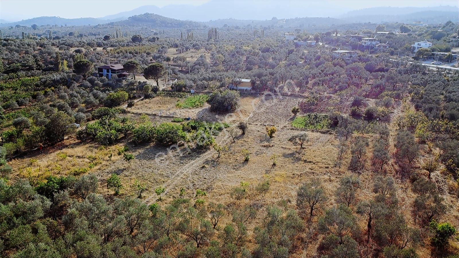 Erim'den Satılık Edremit Hacıaslanlar Köyünde 5865m² Zeytinlik - Görsel 24