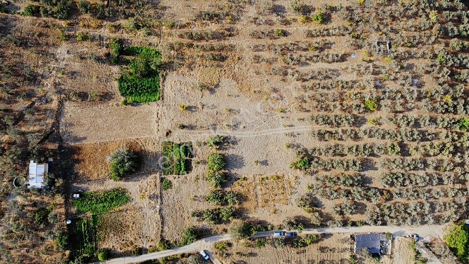 Erim'den Satılık Edremit Hacıaslanlar Köyünde 5865m² Zeytinlik - Görsel 13