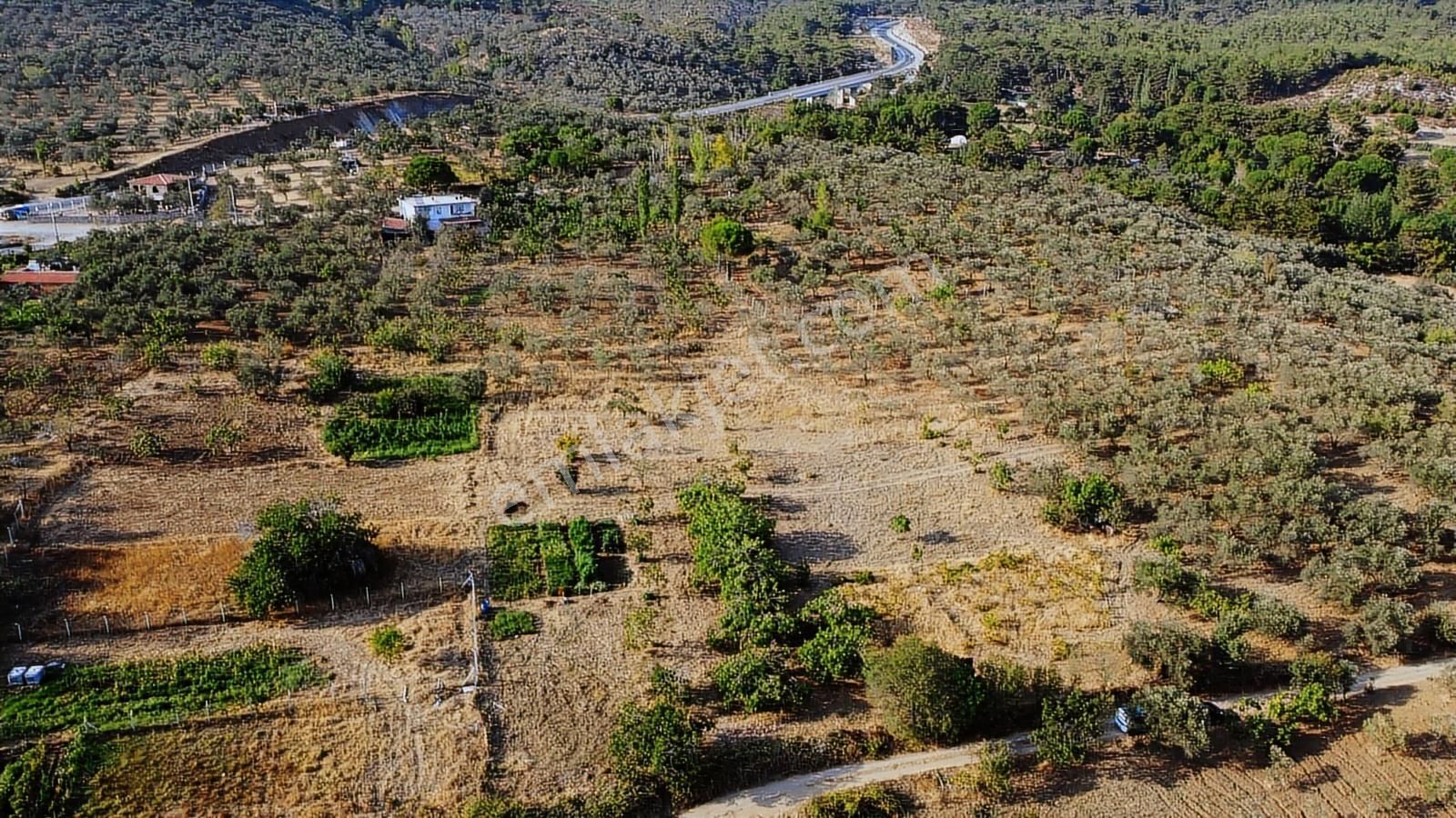 Erim'den Satılık Edremit Hacıaslanlar Köyünde 5865m² Zeytinlik - Görsel 9