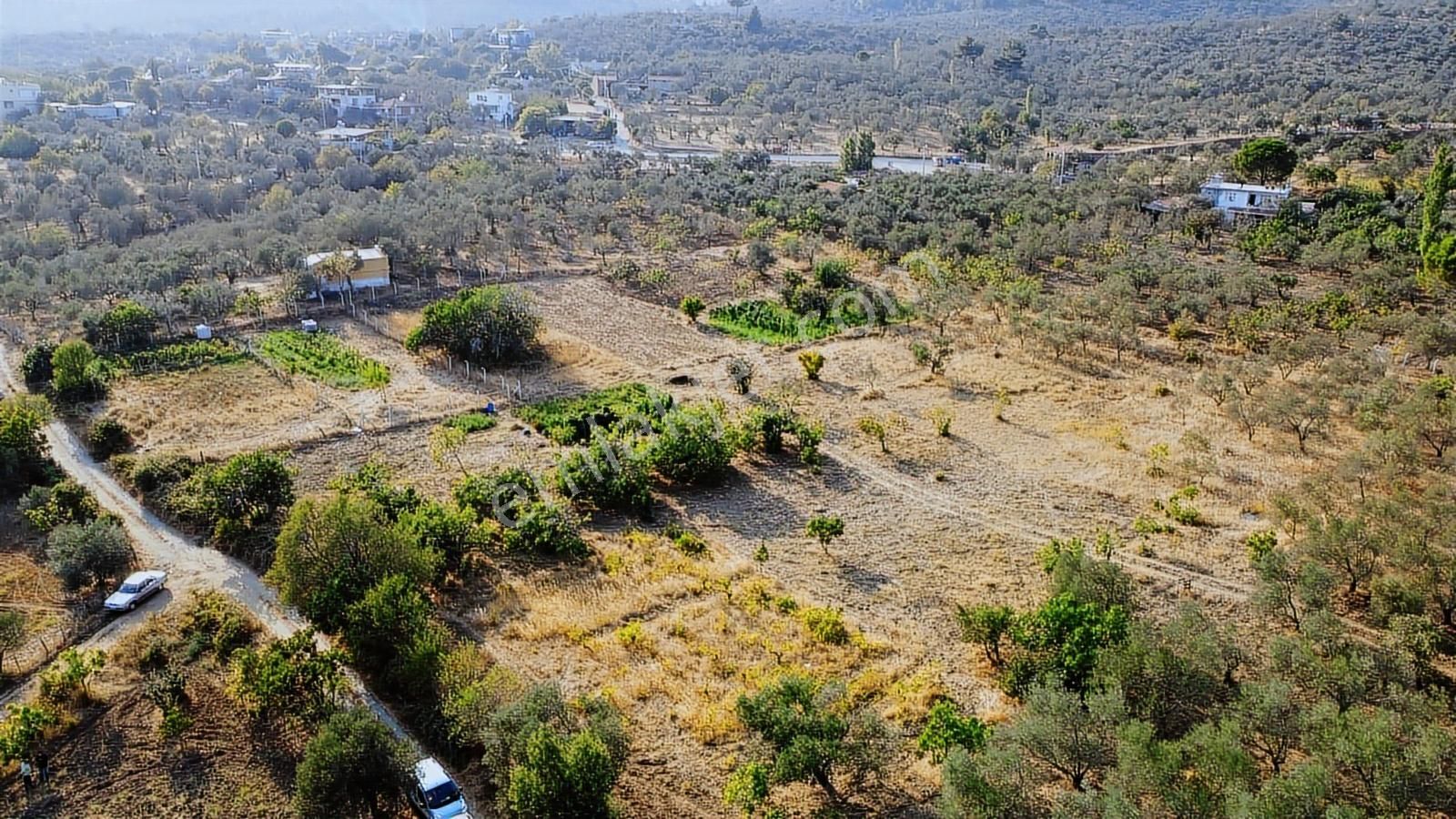 Erim'den Satılık Edremit Hacıaslanlar Köyünde 5865m² Zeytinlik - Görsel 2