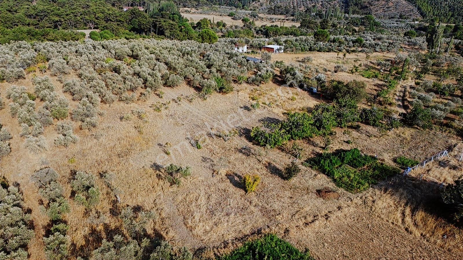Erim'den Satılık Edremit Hacıaslanlar Köyünde 5865m² Zeytinlik - Görsel 3