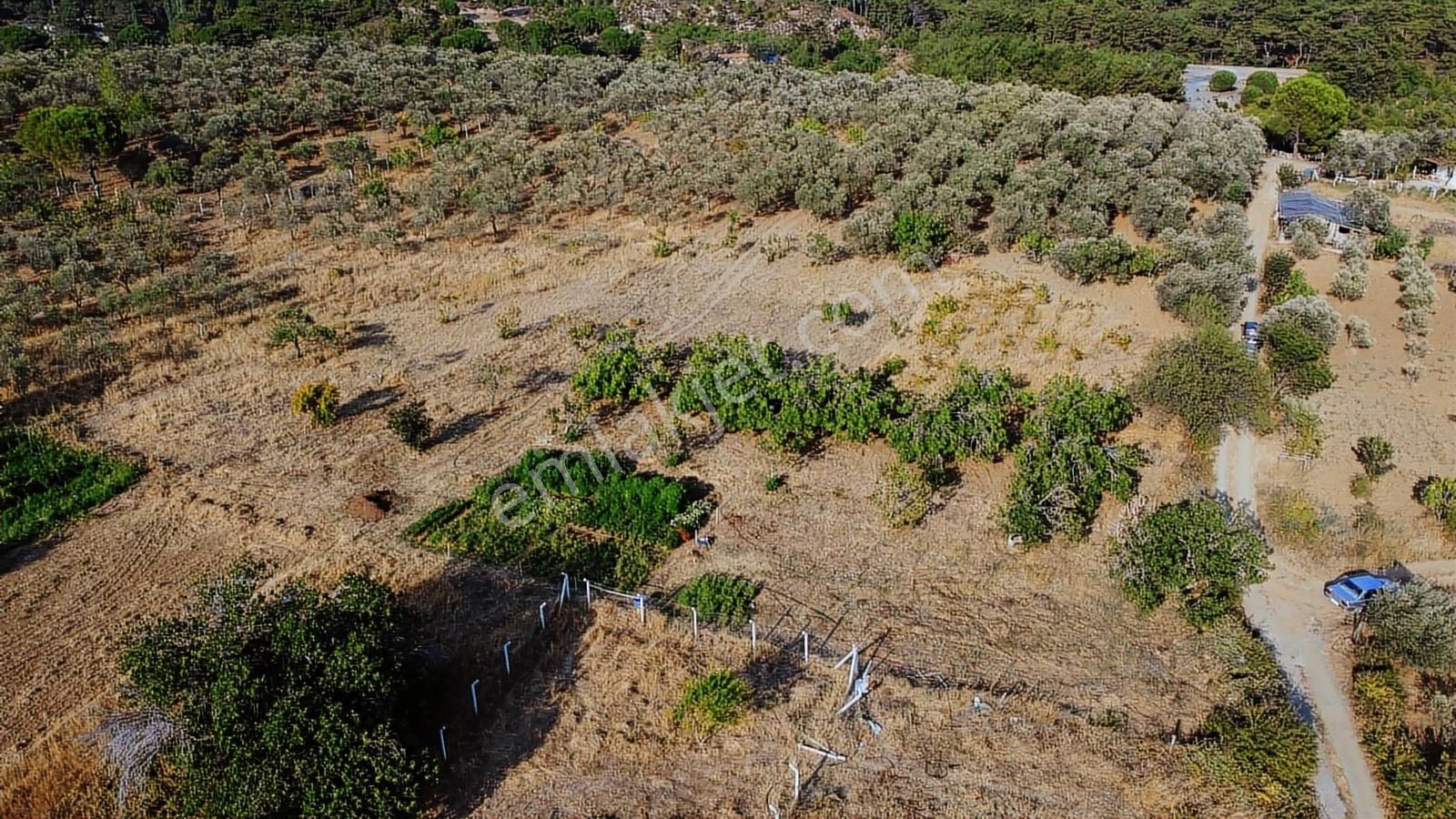 Erim'den Satılık Edremit Hacıaslanlar Köyünde 5865m² Zeytinlik - Görsel 27