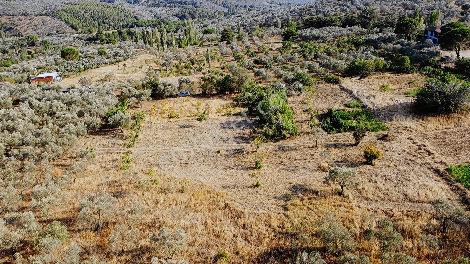 Erim'den Satılık Edremit Hacıaslanlar Köyünde 5865m² Zeytinlik - Görsel 26
