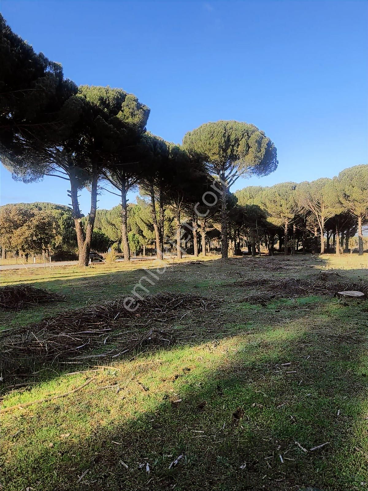 Route 10 Gayrimenkul'den Satılık Fıstıklık - Görsel 7