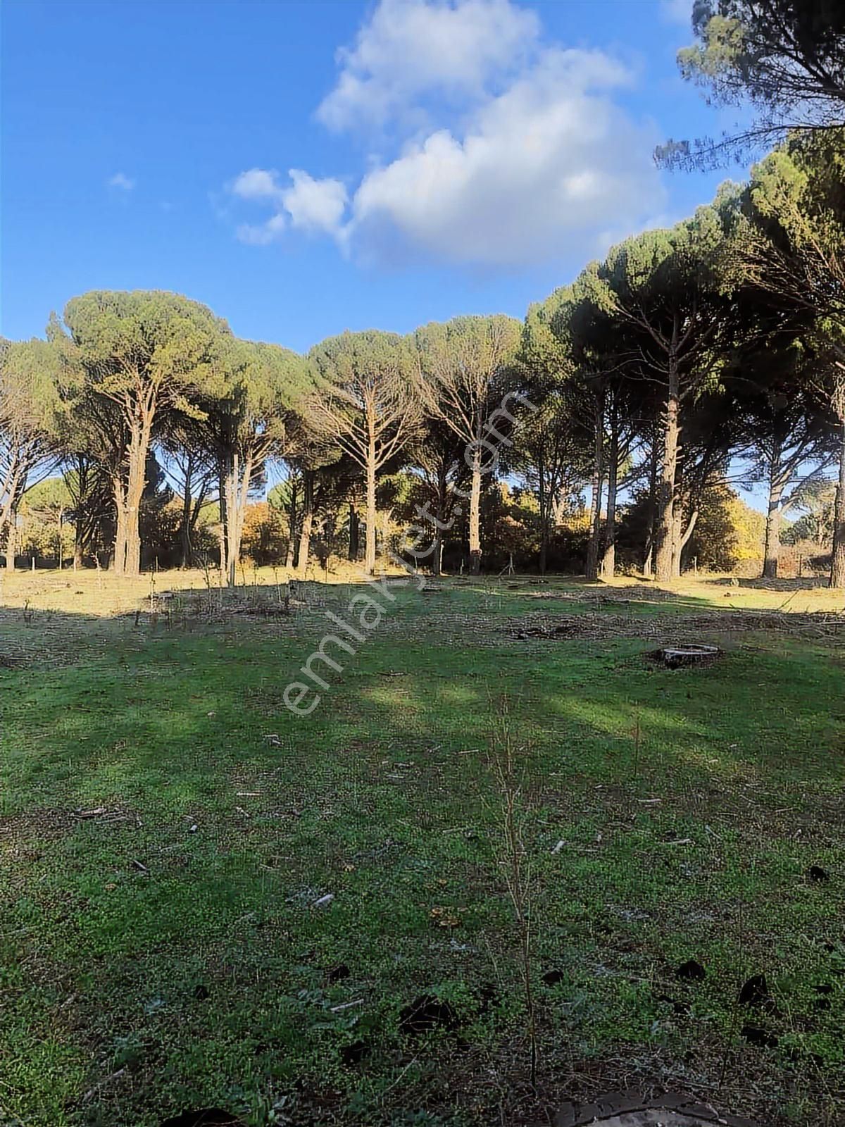 Route 10 Gayrimenkul'den Satılık Fıstıklık - Görsel 3