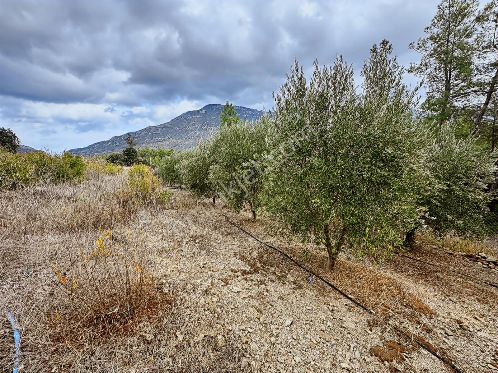 Eksper'den 1 650 M2 Tek Tapu Nar Ve Zeytin Ağaçlı Bahçe-havuzlu! - Görsel 5