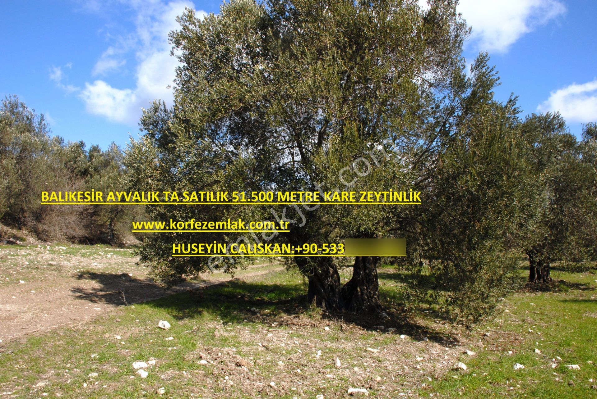 Balıkesir Ayvalık Ta Satılık 51,500 Metre Kare Zeytinlik