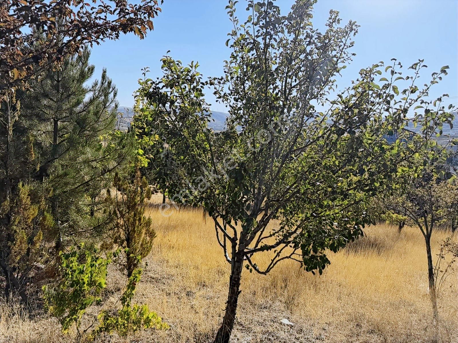 Müstakil Evli 770 M İmarlı Arsa Elektrik Su Var - Görsel 6