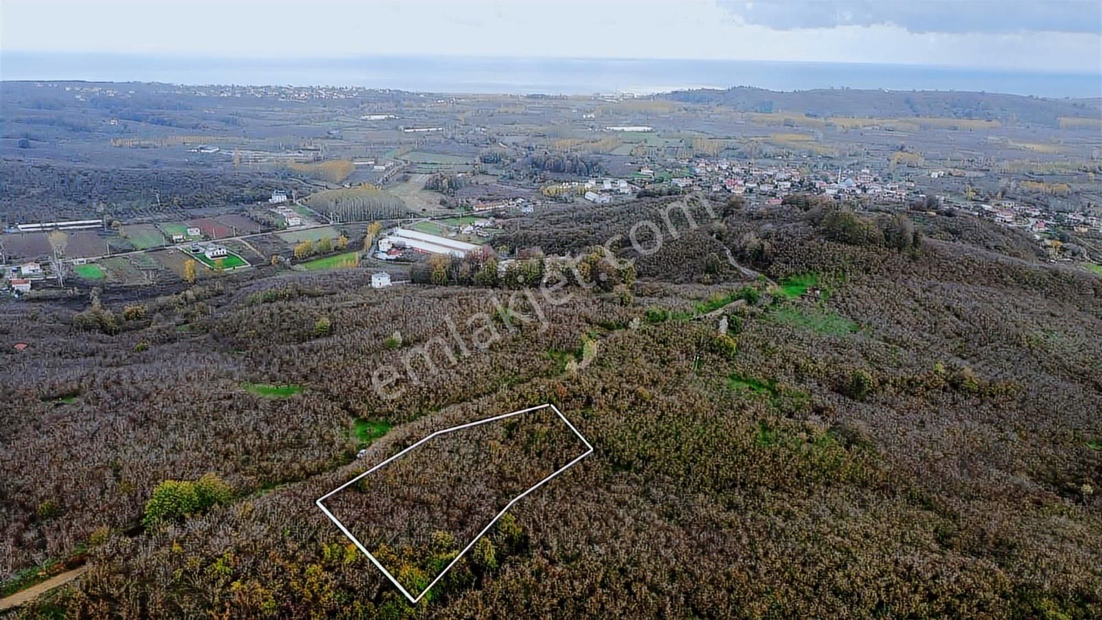 1955 M2 Deniz Manzaralı Müstakil Tapulu Fındık Bahçesi - Görsel 2