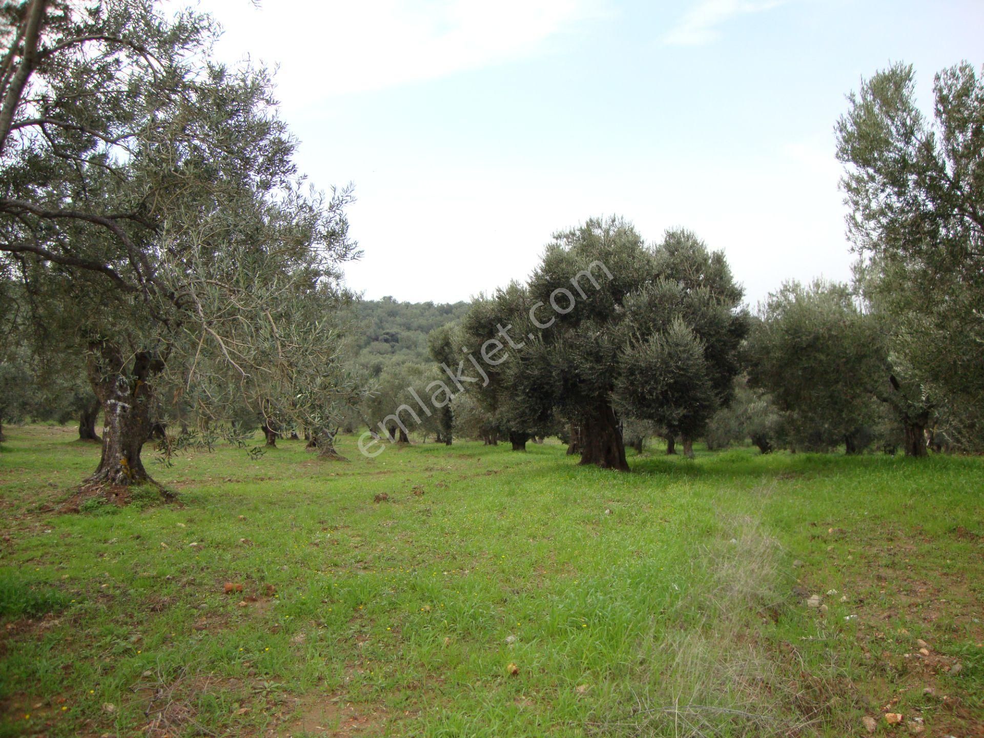 Balıkesir Ayvalık Ta Satılık 174 Donum Zeytinlik
