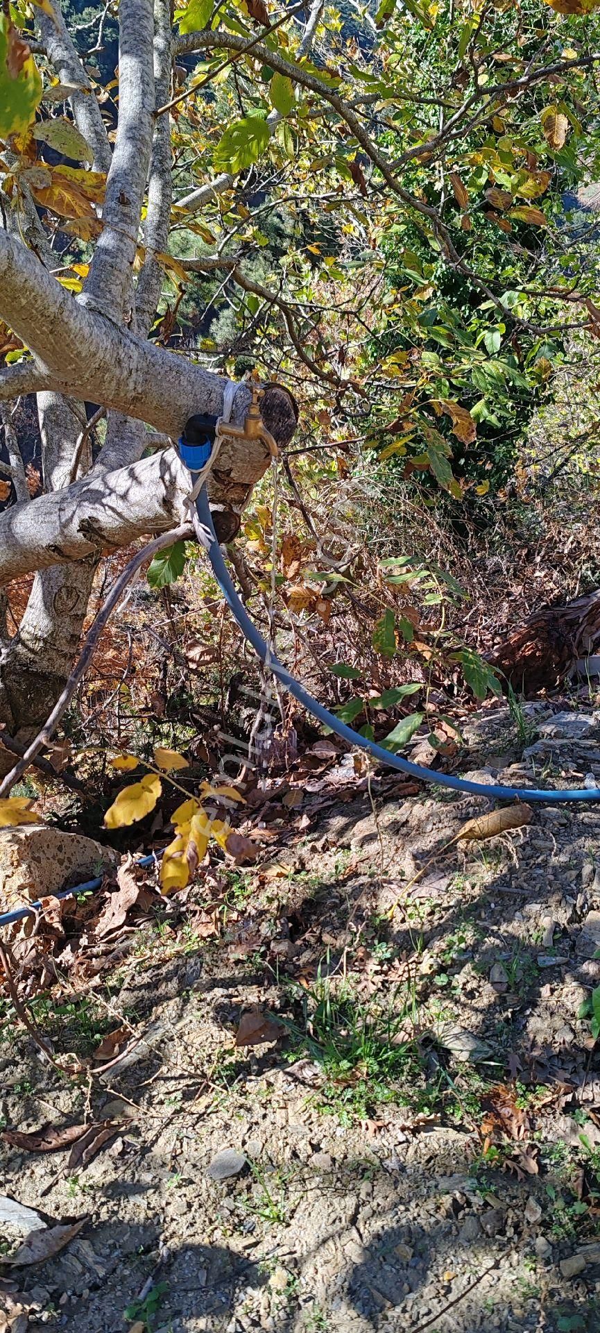 Bayındır Alankıyı Yaylasında İçinde Kaynak Suyu Olan Restoranların Yanında 2227 M2 Bahçe Satılıktır