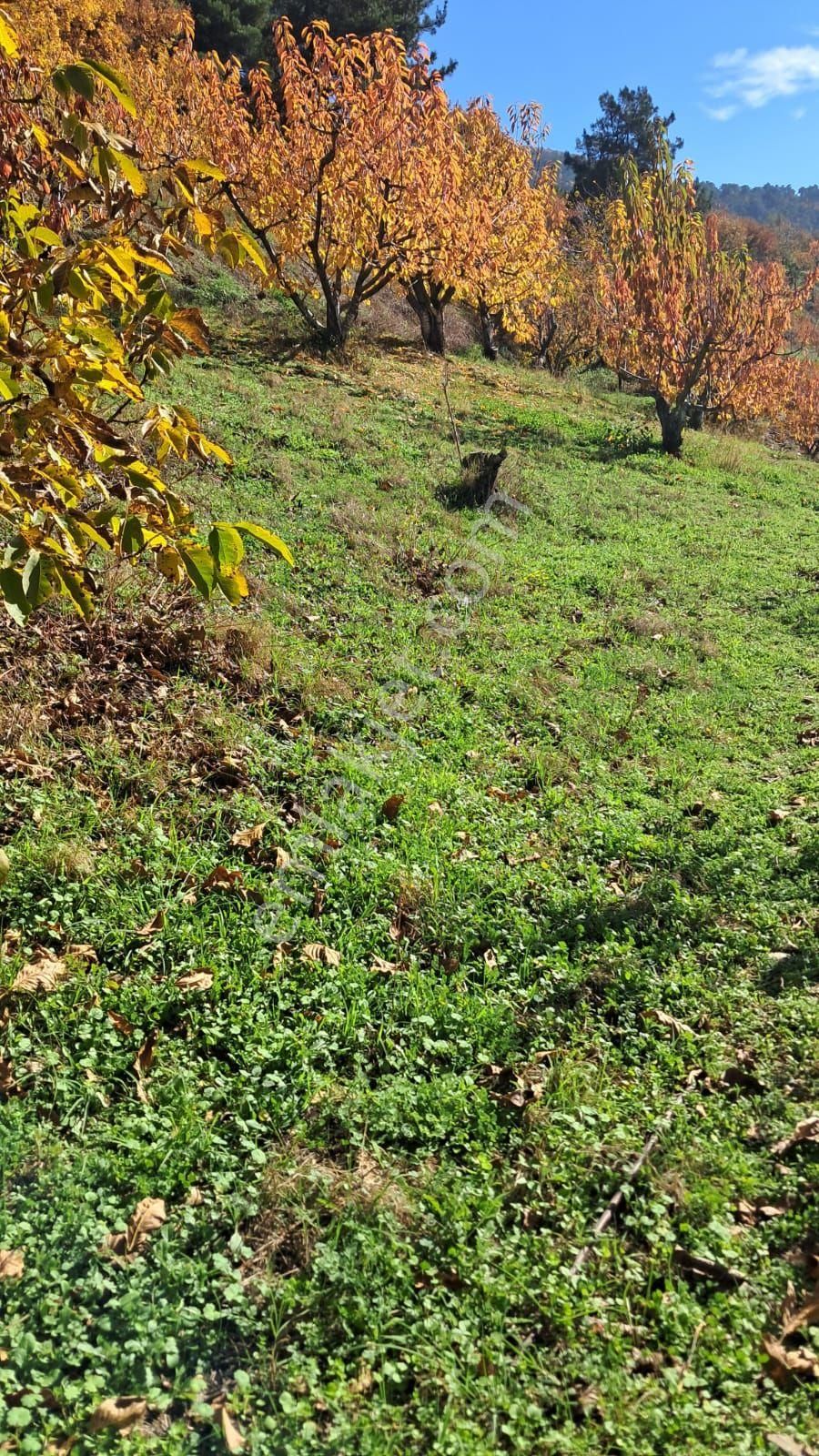 Bayındır Alankıyı Yaylasında İçinde Kaynak Suyu Olan Restoranların Yanında 2227 M2 Bahçe Satılıktır - Görsel 5