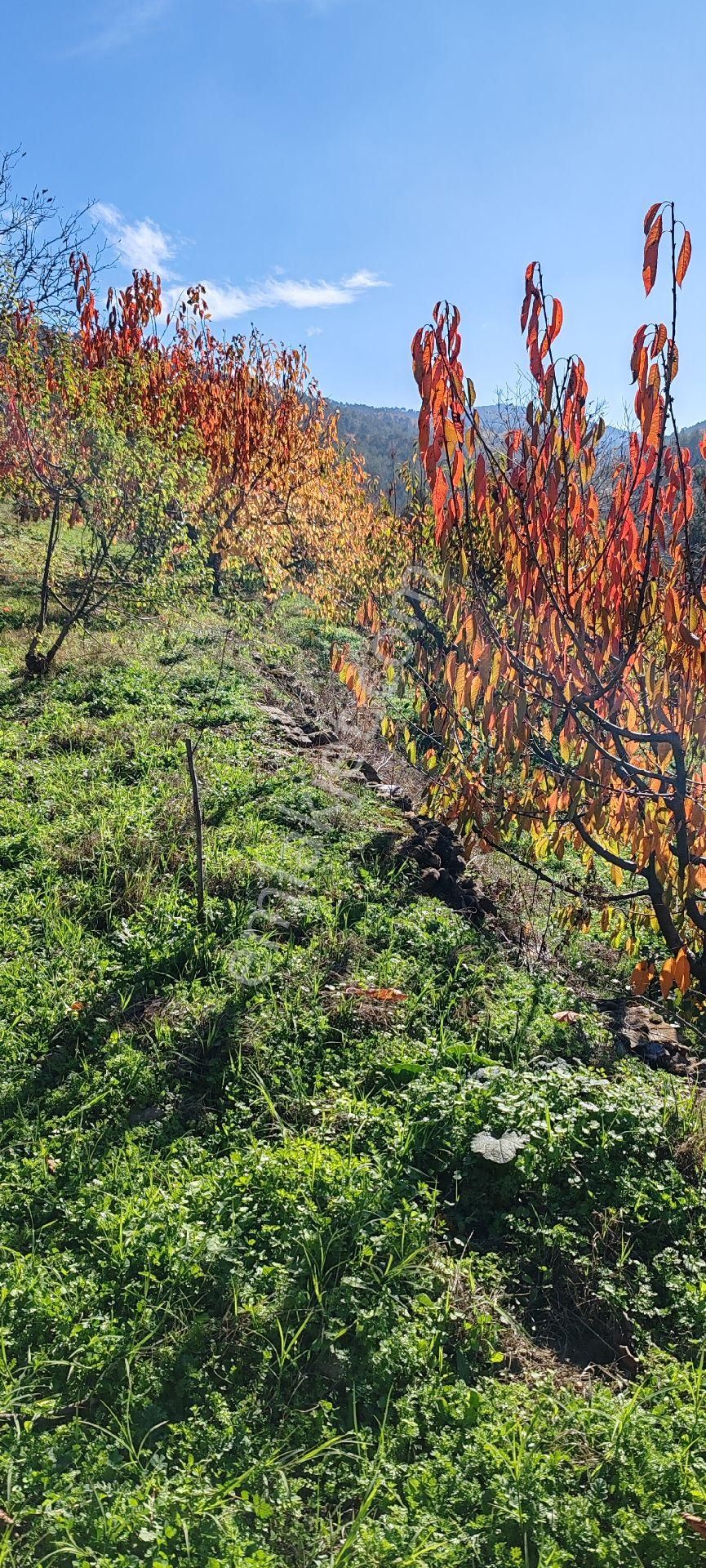 Bayındır Alankıyı Yaylasında İçinde Kaynak Suyu Olan Restoranların Yanında 2227 M2 Bahçe Satılıktır - Görsel 23