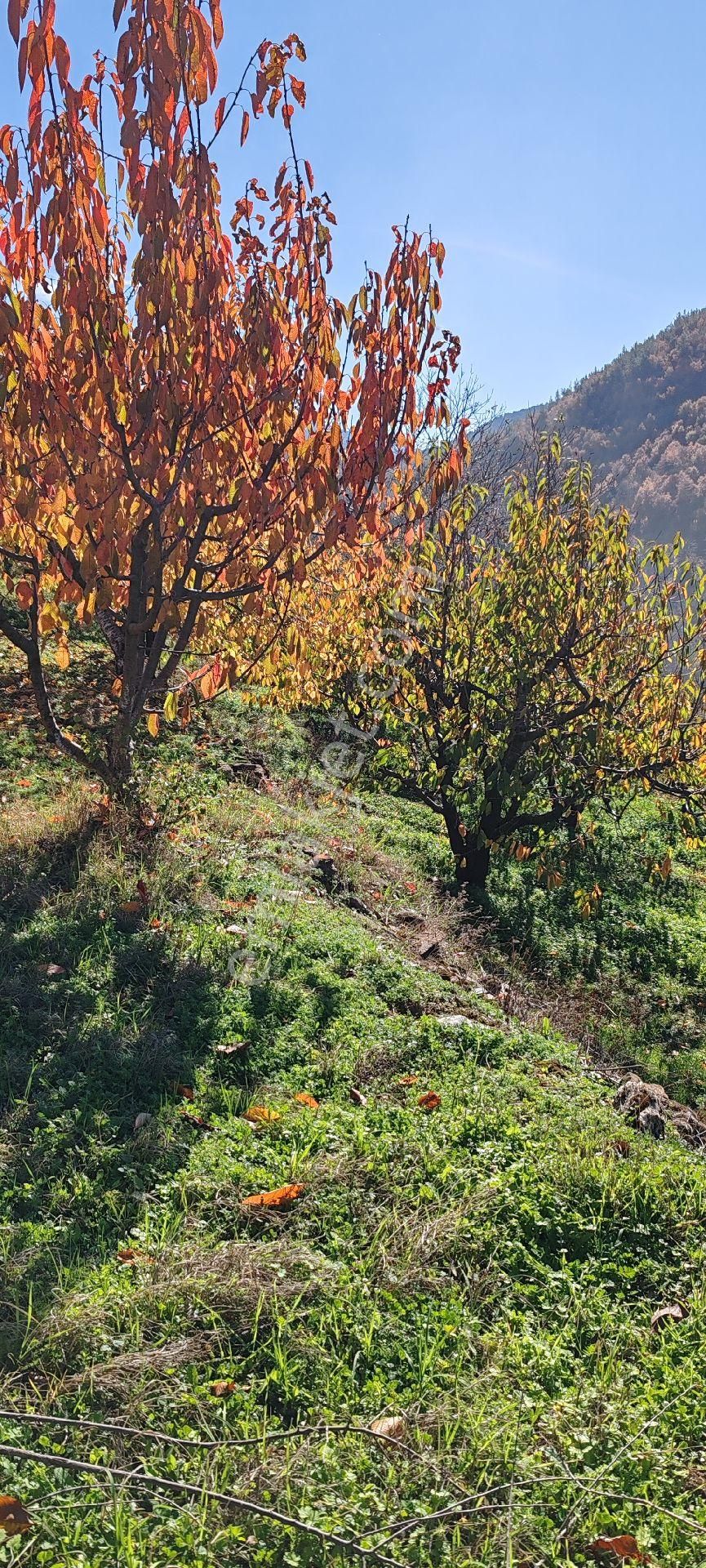 Bayındır Alankıyı Yaylasında İçinde Kaynak Suyu Olan Restoranların Yanında 2227 M2 Bahçe Satılıktır - Görsel 20