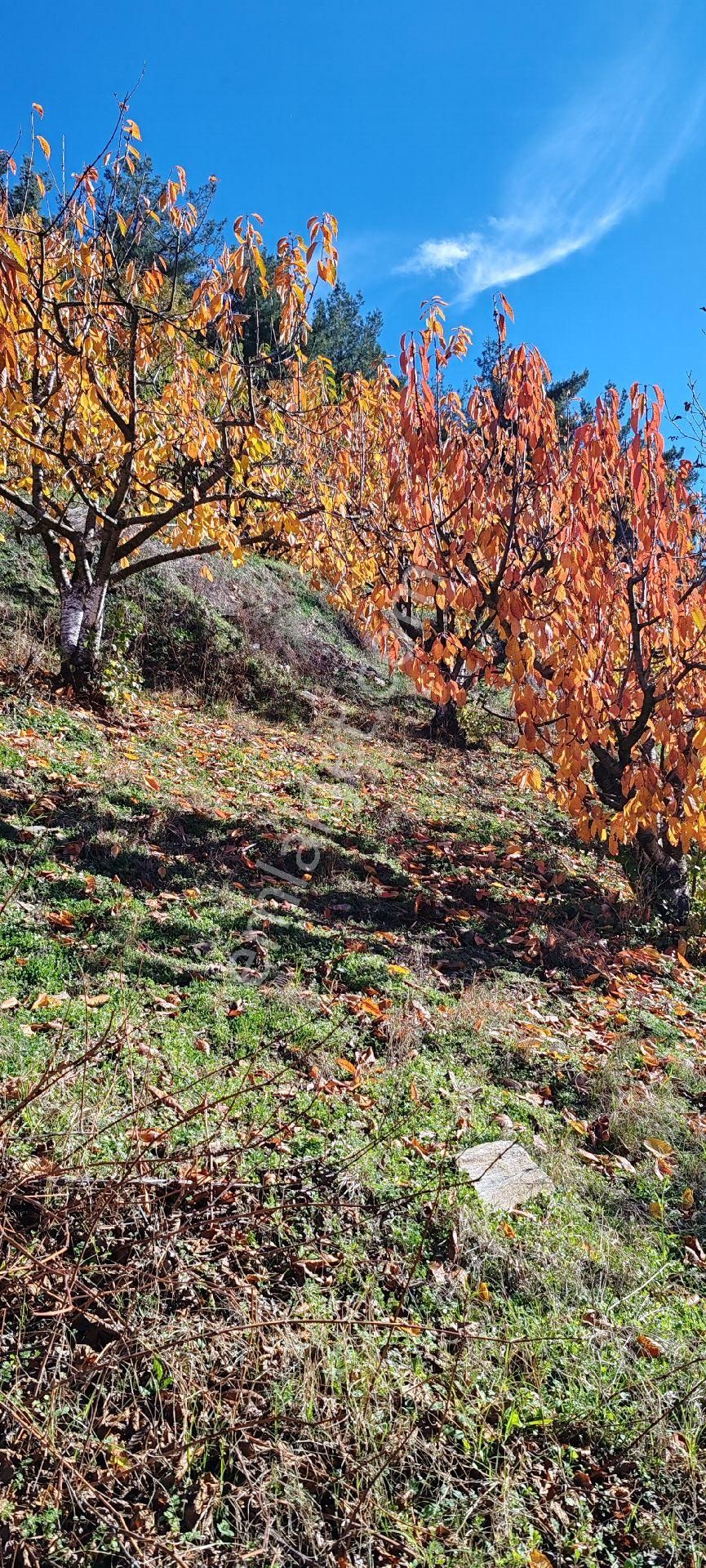 Bayındır Alankıyı Yaylasında İçinde Kaynak Suyu Olan Restoranların Yanında 2227 M2 Bahçe Satılıktır - Görsel 17