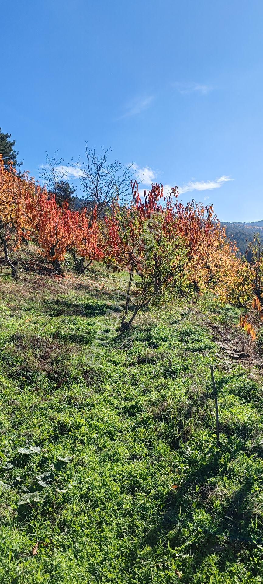 Bayındır Alankıyı Yaylasında İçinde Kaynak Suyu Olan Restoranların Yanında 2227 M2 Bahçe Satılıktır - Görsel 21