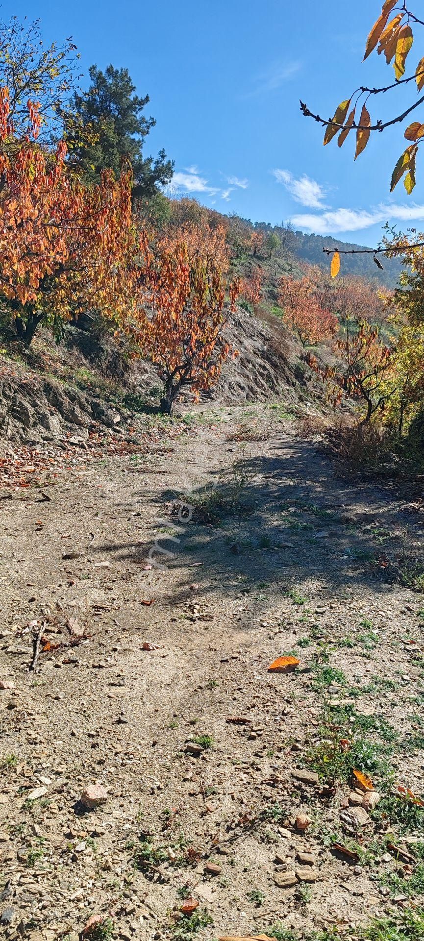 Bayındır Alankıyı Yaylasında İçinde Kaynak Suyu Olan Restoranların Yanında 2227 M2 Bahçe Satılıktır - Görsel 10