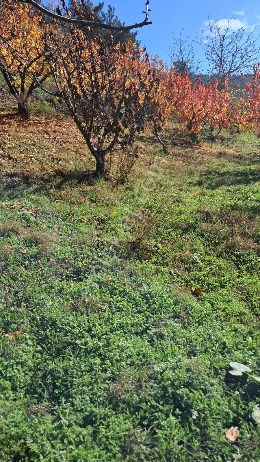 Bayındır Alankıyı Yaylasında İçinde Kaynak Suyu Olan Restoranların Yanında 2227 M2 Bahçe Satılıktır - Görsel 6