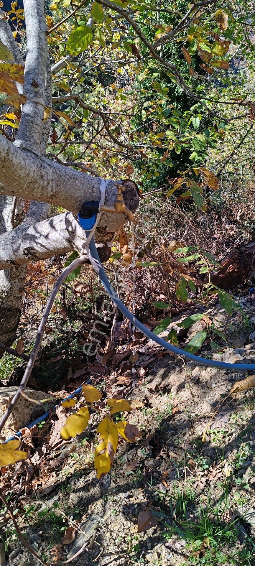 Bayındır Alankıyı Yaylasında İçinde Kaynak Suyu Olan Restoranların Yanında 2227 M2 Bahçe Satılıktır - Görsel 7