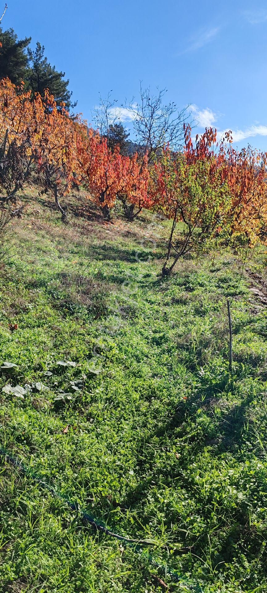 Bayındır Alankıyı Yaylasında İçinde Kaynak Suyu Olan Restoranların Yanında 2227 M2 Bahçe Satılıktır - Görsel 24