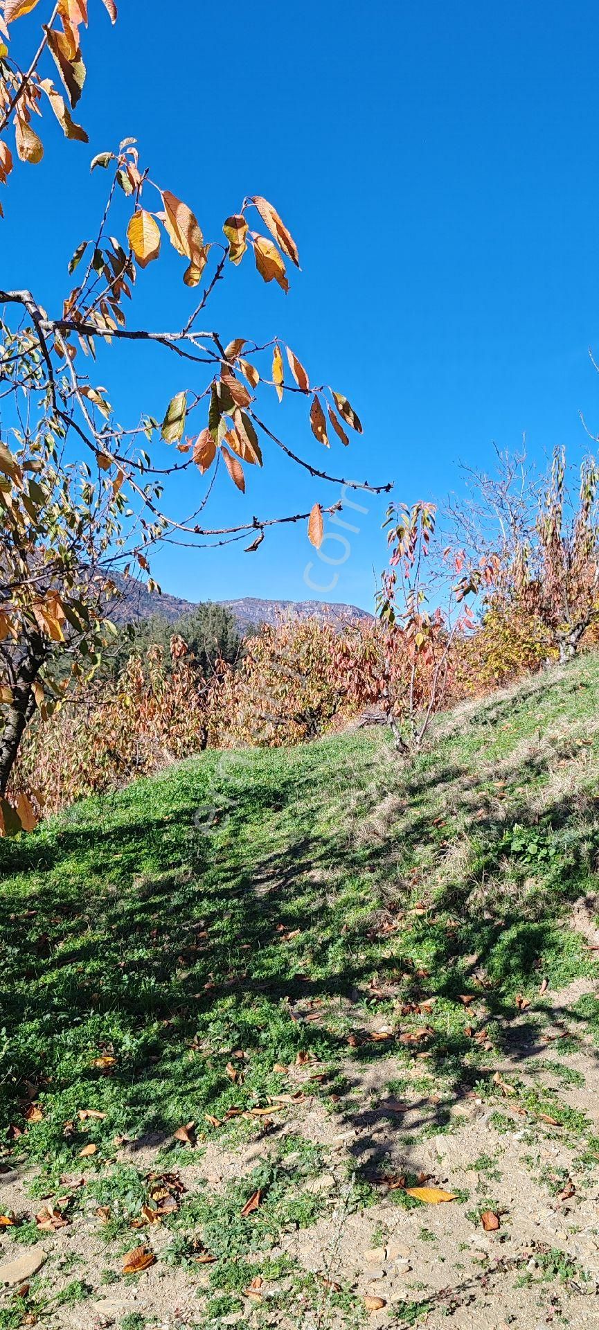 Bayındır Alankıyı Yaylasında İçinde Kaynak Suyu Olan Restoranların Yanında 2227 M2 Bahçe Satılıktır - Görsel 11