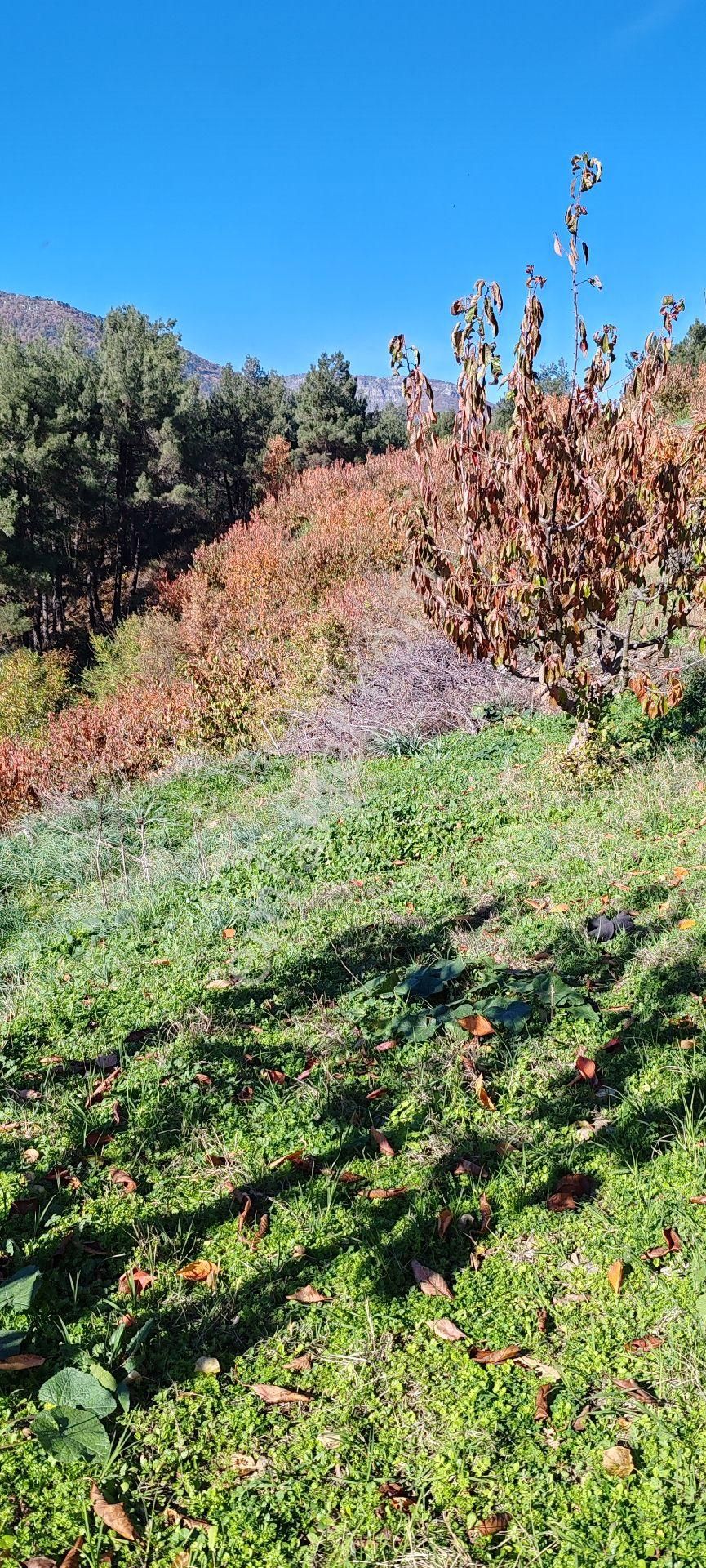 Bayındır Alankıyı Yaylasında İçinde Kaynak Suyu Olan Restoranların Yanında 2227 M2 Bahçe Satılıktır - Görsel 25