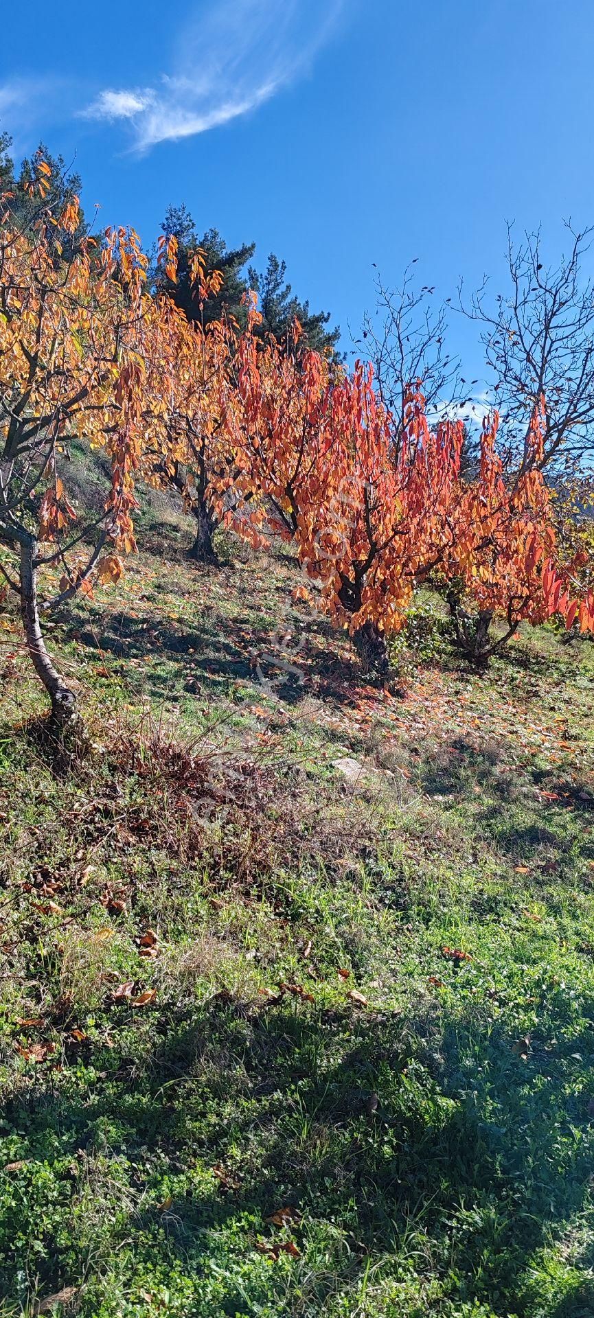 Bayındır Alankıyı Yaylasında İçinde Kaynak Suyu Olan Restoranların Yanında 2227 M2 Bahçe Satılıktır - Görsel 19
