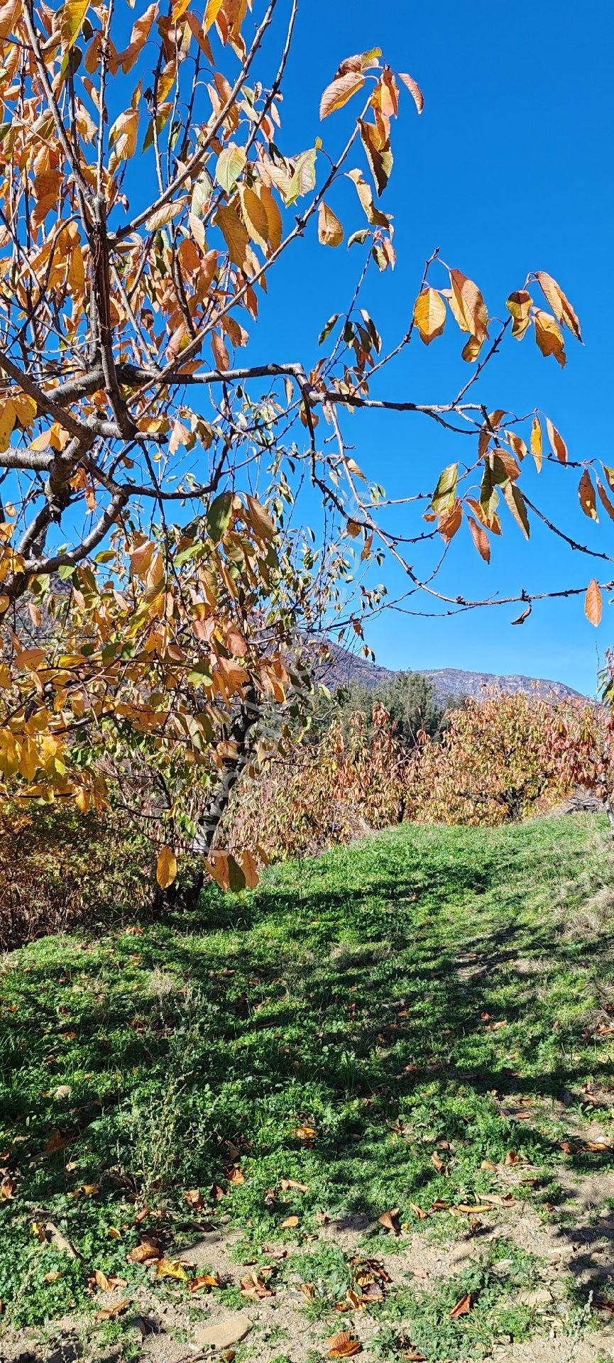 Bayındır Alankıyı Yaylasında İçinde Kaynak Suyu Olan Restoranların Yanında 2227 M2 Bahçe Satılıktır - Görsel 12