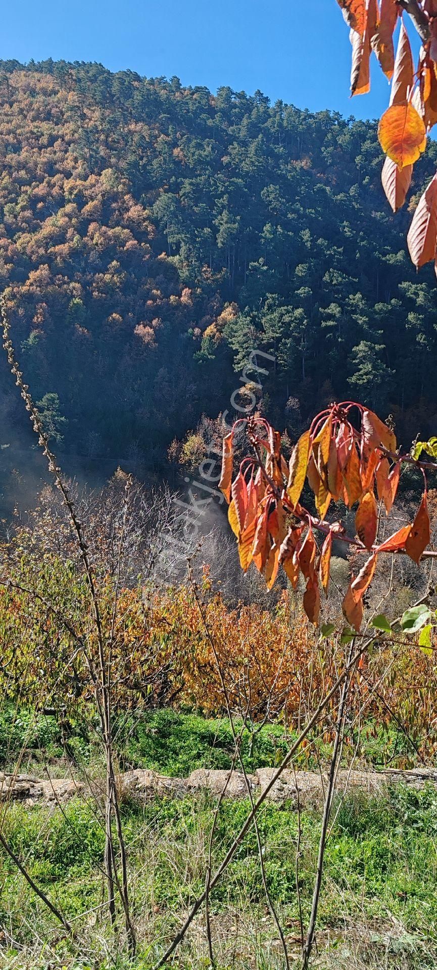 Bayındır Alankıyı Yaylasında İçinde Kaynak Suyu Olan Restoranların Yanında 2227 M2 Bahçe Satılıktır - Görsel 22