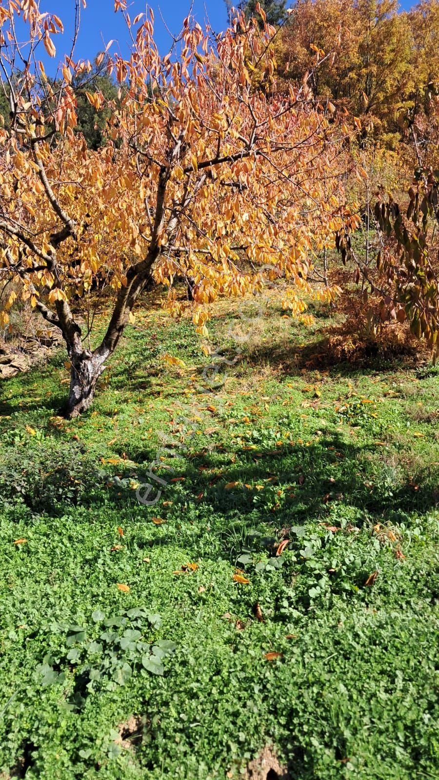 Bayındır Alankıyı Yaylasında İçinde Kaynak Suyu Olan Restoranların Yanında 2227 M2 Bahçe Satılıktır - Görsel 3