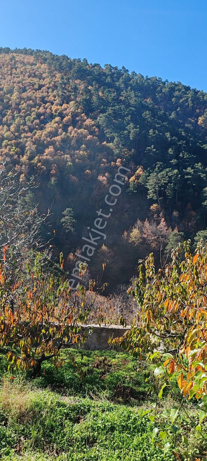 Bayındır Alankıyı Yaylasında İçinde Kaynak Suyu Olan Restoranların Yanında 2227 M2 Bahçe Satılıktır - Görsel 15
