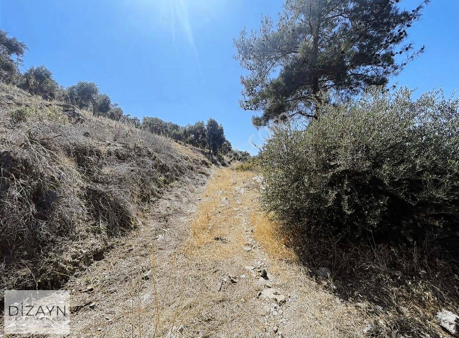 Bafa Gölü Manzaralı 255m2 Zeytinlik - Görsel 5