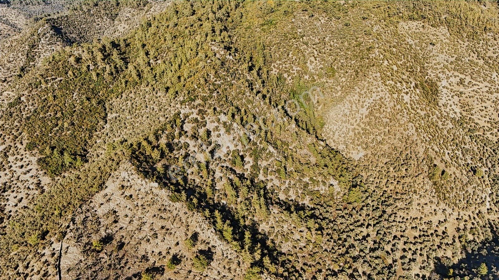 Hacıahmetler Köye Yakın Yolu Açık Ve Yatırımlık Zeytinlik - Görsel 9